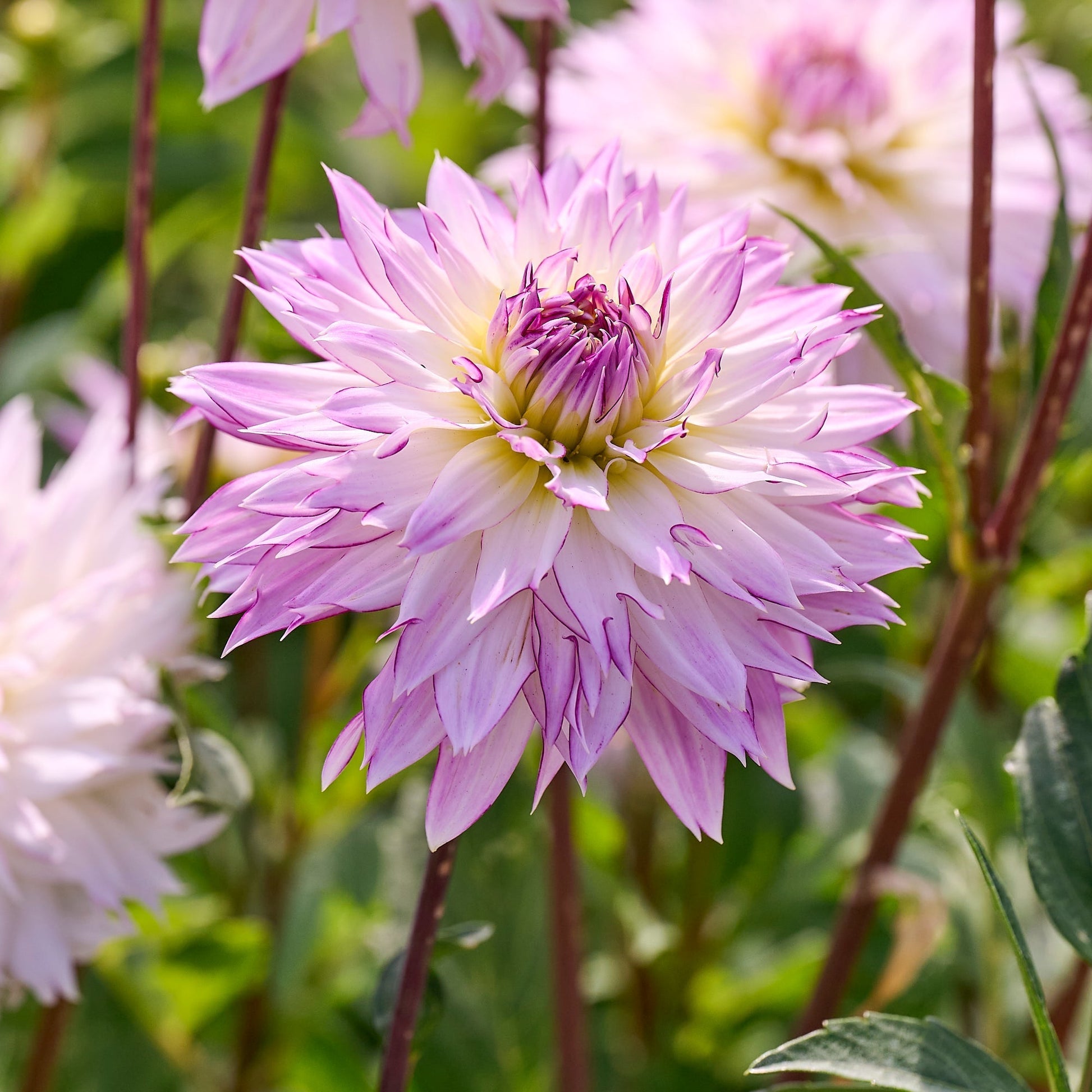 Mélange de dahlias 'Soft pastel Mix'