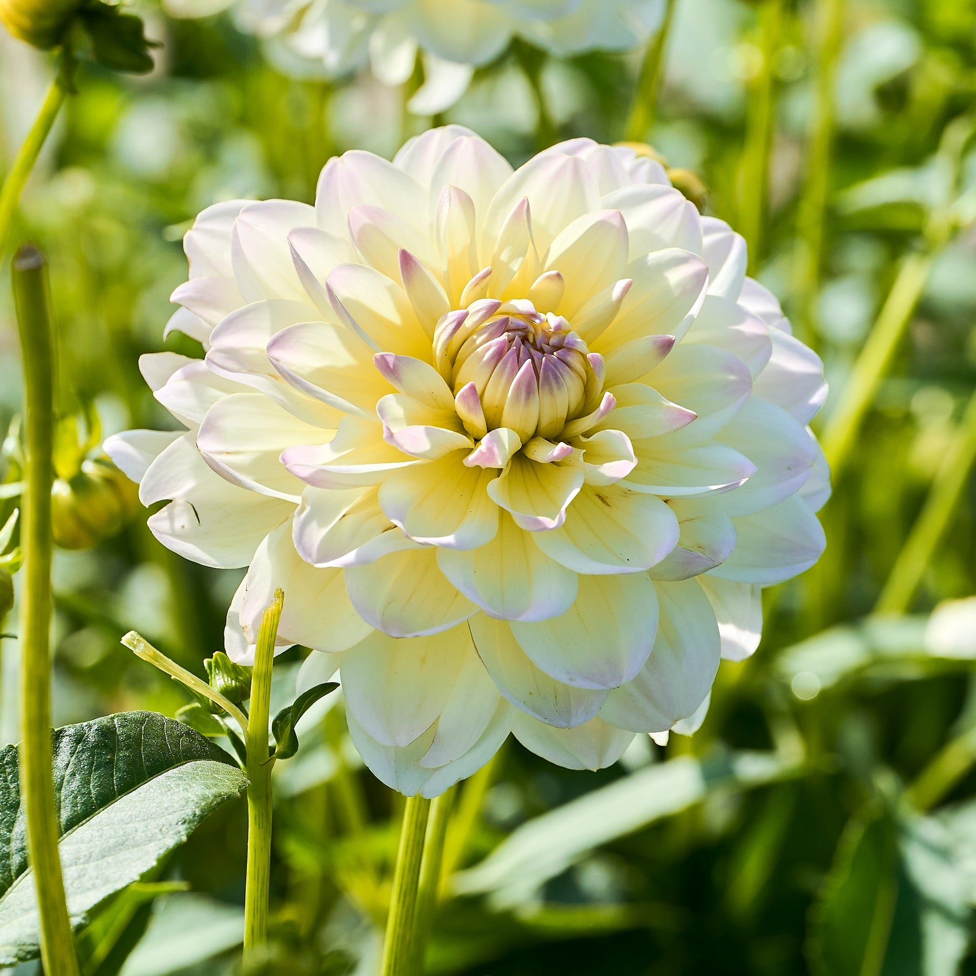 Mélange de dahlias 'Soft pastel Mix'