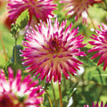 Mélange de dahlias 'Soft pink mix'