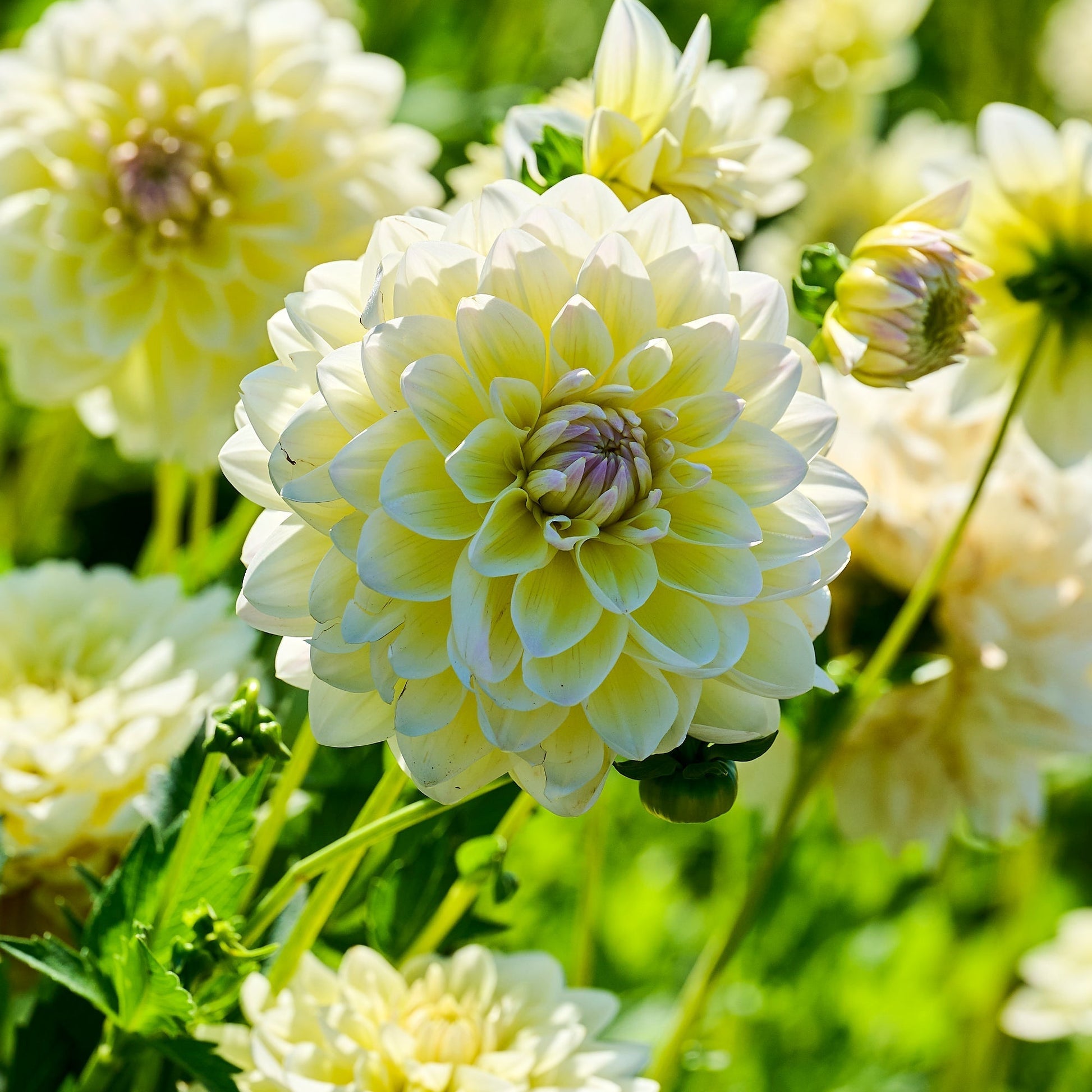 Mélange de dahlias 'Soft pink mix'