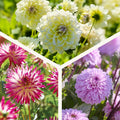 Mélange de dahlias 'Soft pink mix'