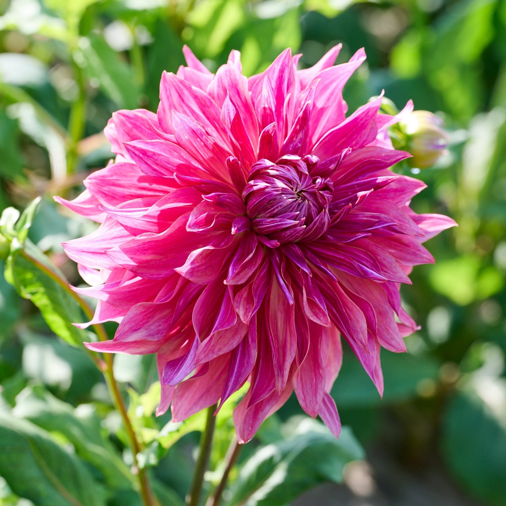 Mélange de dahlias 'Sorbet mix'