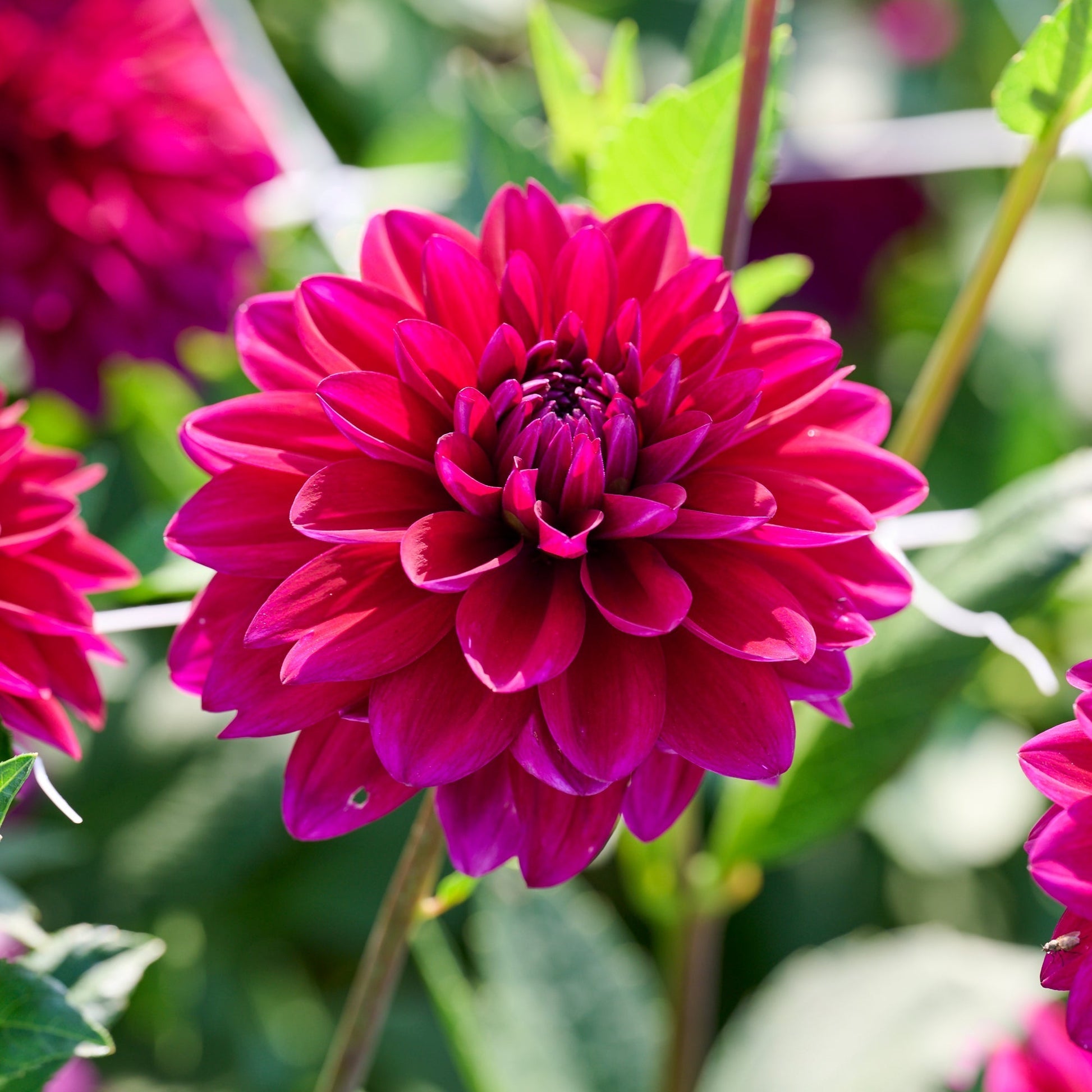 Mélange de dahlias 'Sorbet mix'