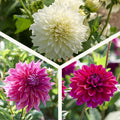 Mélange de dahlias 'Sorbet mix'