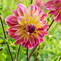 Mélange de dahlias 'Summer mix'