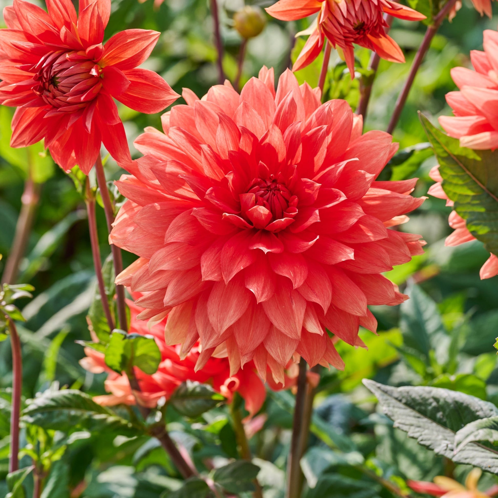Mélange de dahlias 'Summer mix'