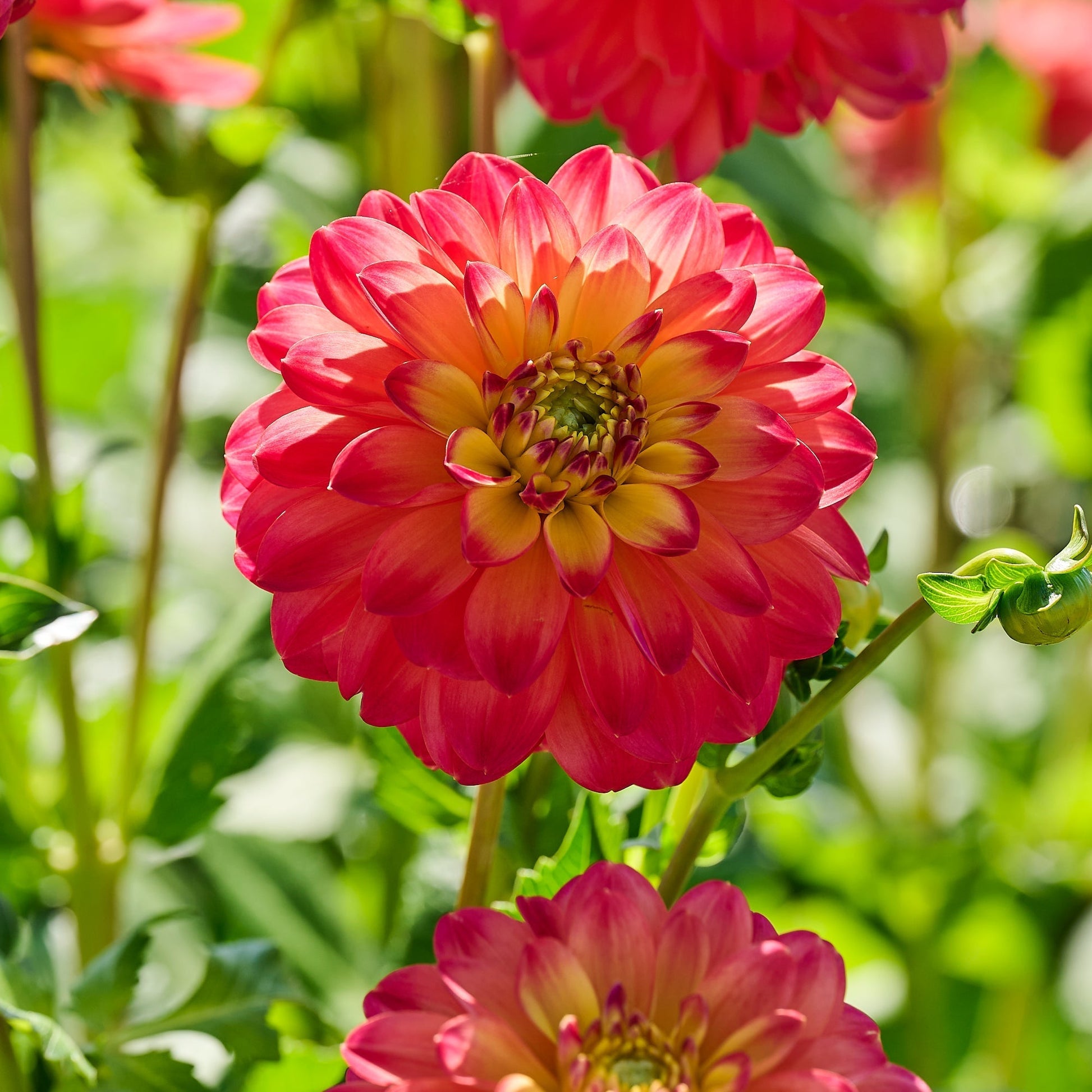 Mélange de dahlias 'Summer mix'