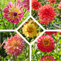Mélange de dahlias 'Summer mix'