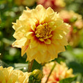 Mélange de dahlias 'Summer mix'