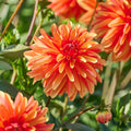 Mélange de dahlias 'Sunny mix'