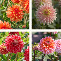 Mélange de dahlias 'Sunny mix'