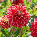 Mélange de dahlias 'Sunny mix'