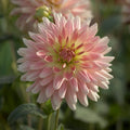 Mélange de dahlias 'Sunny mix'