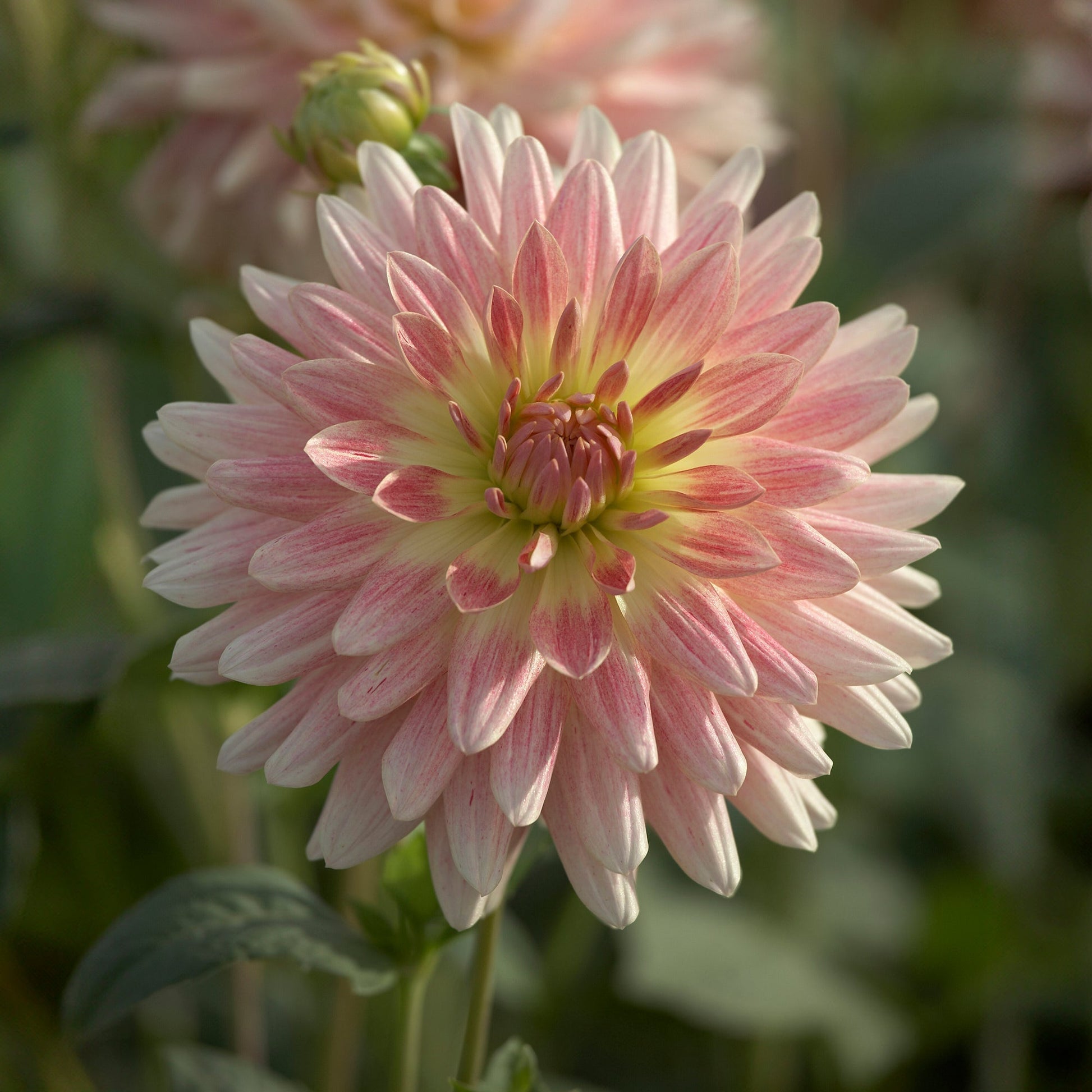 Mélange de dahlias 'Sunny mix'