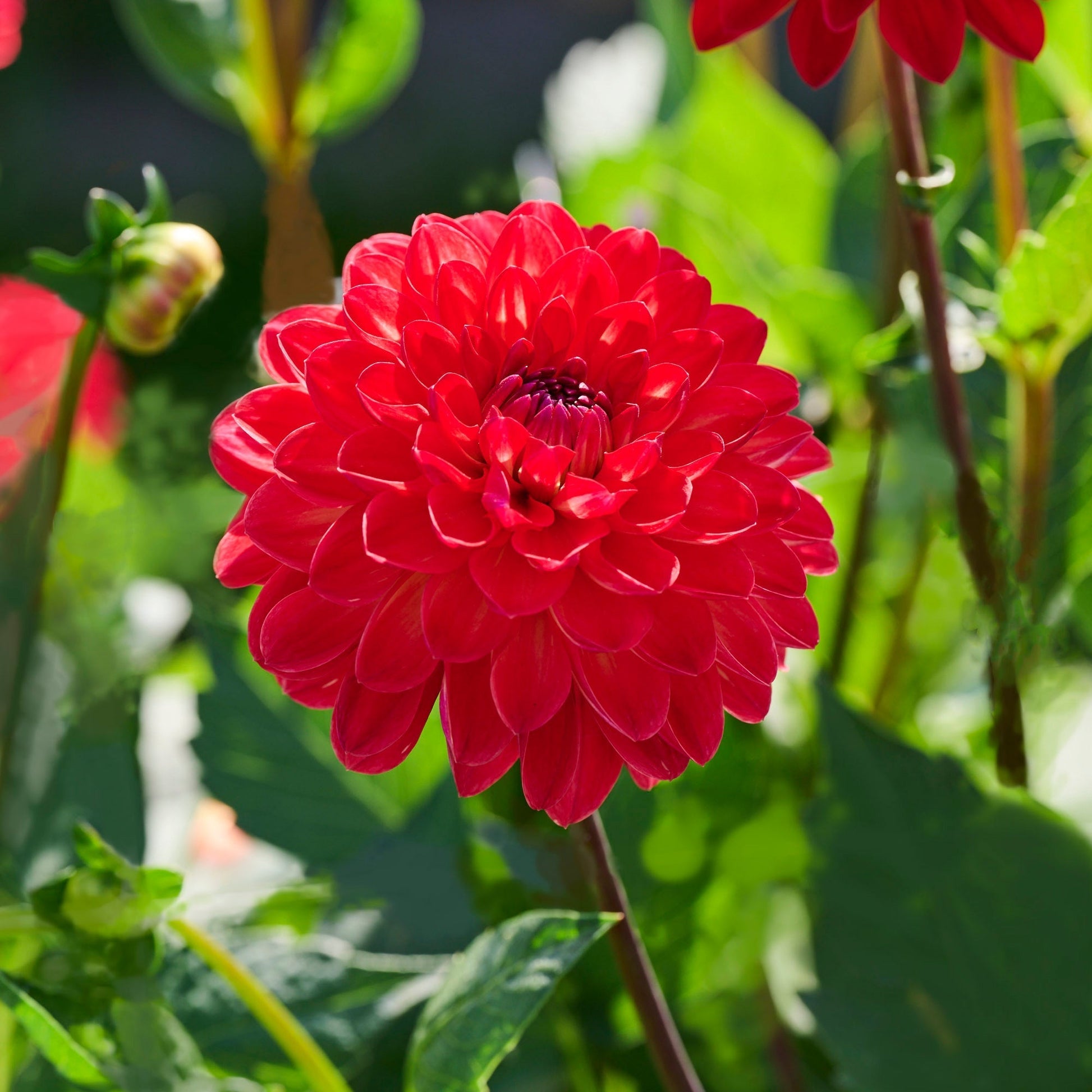 Mélange de dahlias 'Sunrise mix'