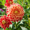 Mélange de dahlias 'Sunrise mix'