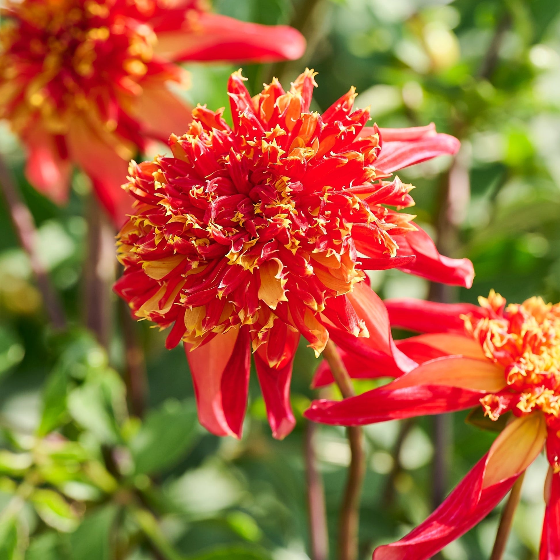 Mélange de dahlias 'Sunrise mix'