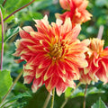 Mélange de dahlias 'Sunrise mix'