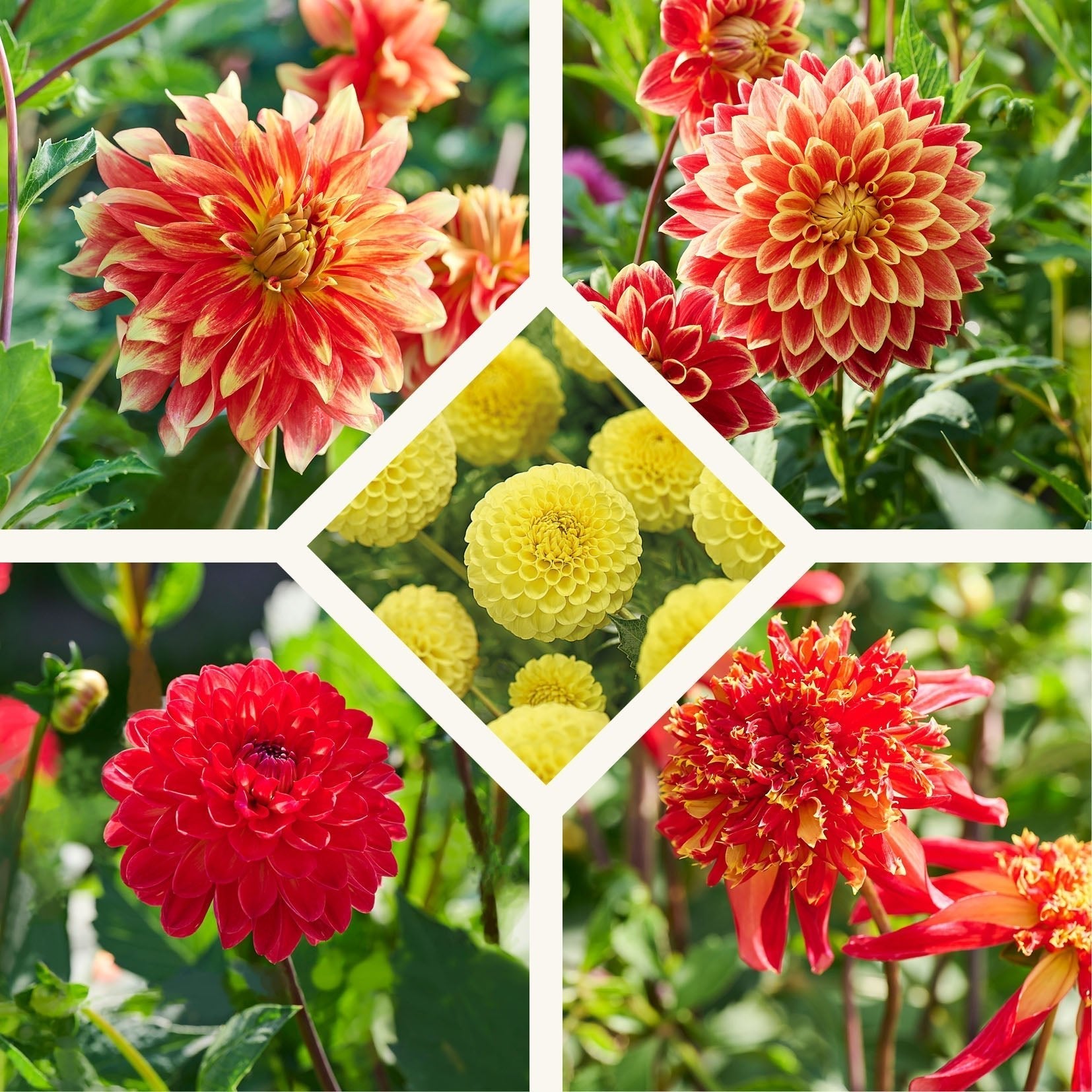 Mélange de dahlias 'Sunrise mix'