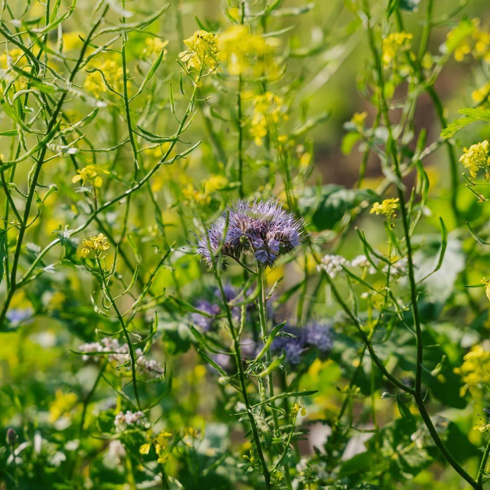 Mélange de fleurs 'Mix' - 350 graines biologiques
