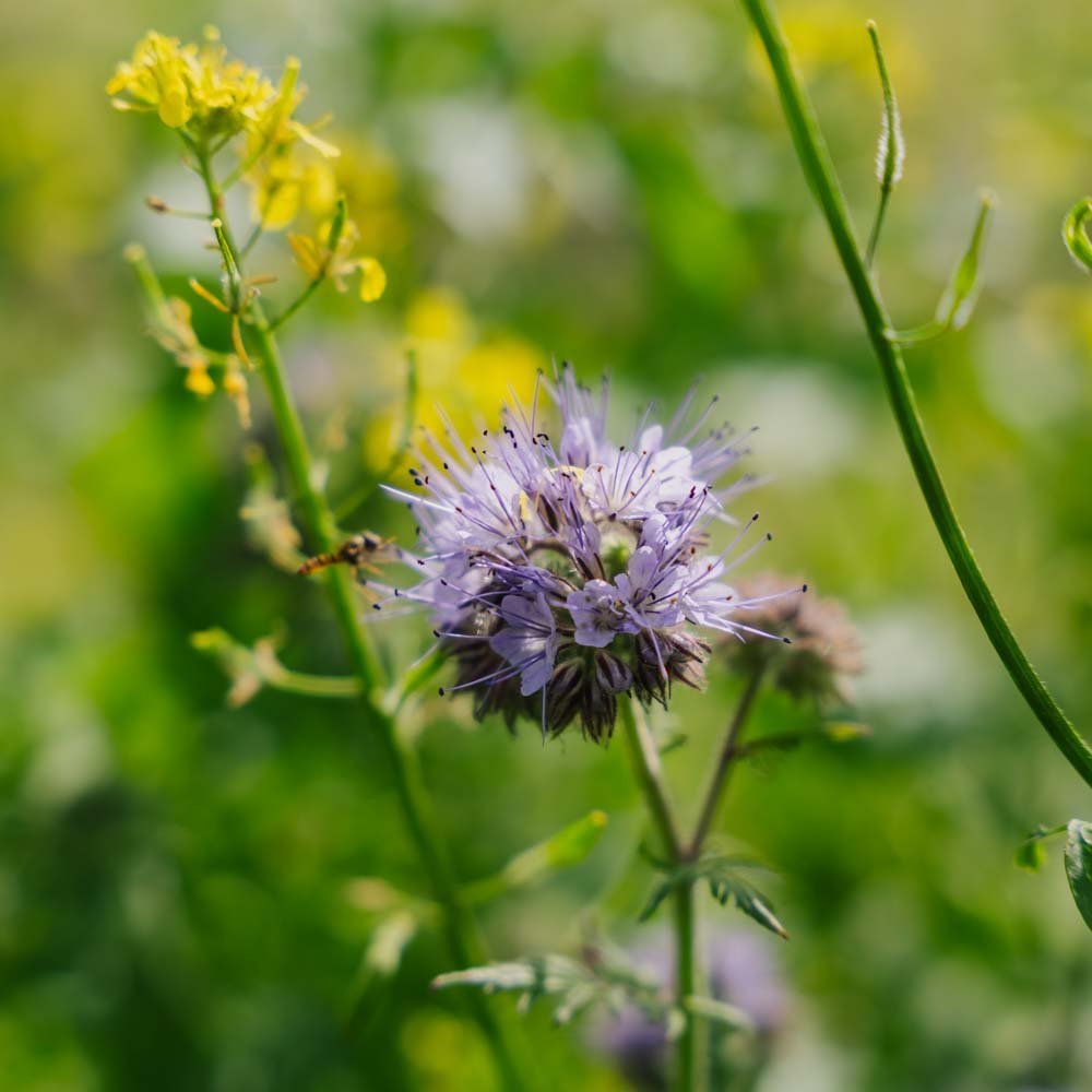 Mélange de graines 'Mix' - 700 graines biologiques