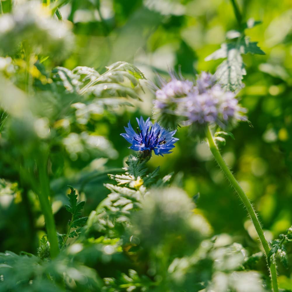 Mélange de graines 'Tübingen' - 400 graines biologiques