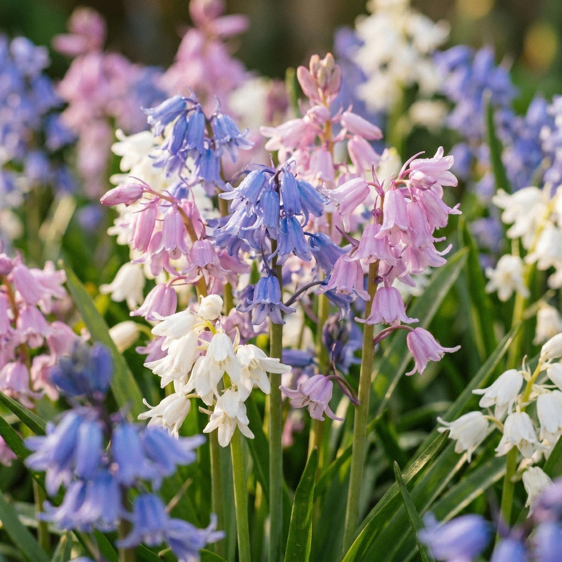 Mélange de jacinthes des bois, Hyacinthoides 'Mixed'