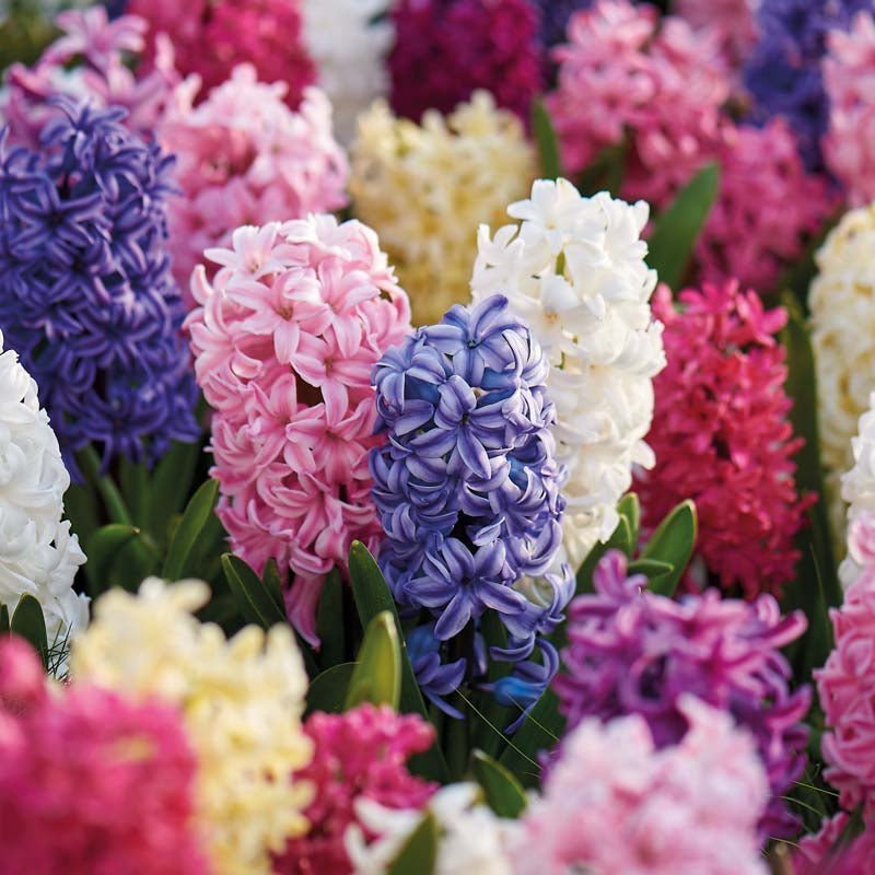 Mélange de jacinthes 'Mixed'