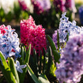 Mélange de jacinthes 'Mixed'