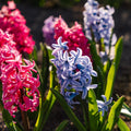 Mélange de jacinthes 'Mixed'