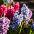 Mélange de jacinthes 'Mixed'