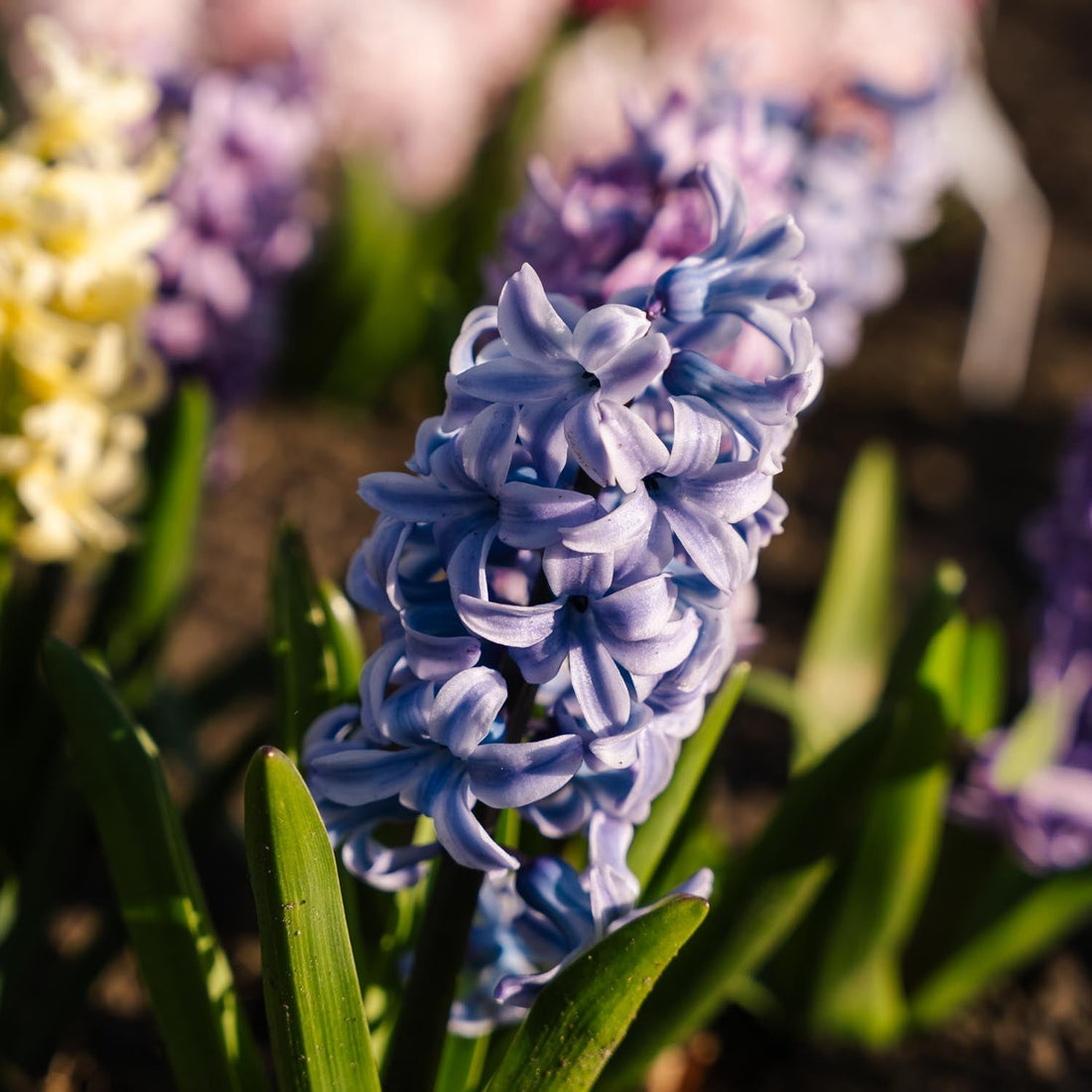 Mélange de jacinthes 'Pastel Mixed'