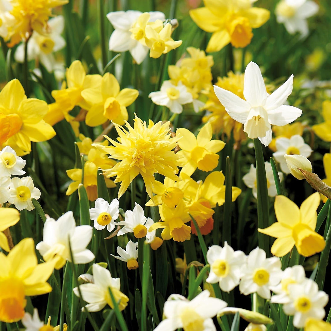 Mélange de jonquilles 'Botanical Mix'