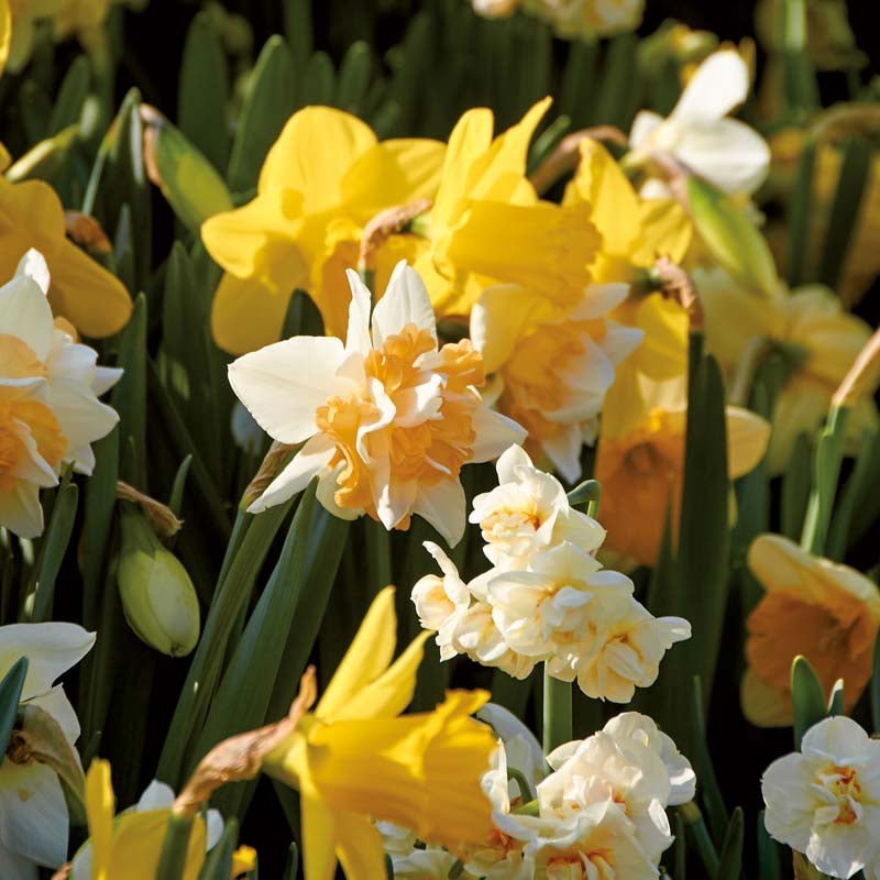 Mélange de jonquilles 'Mixed'