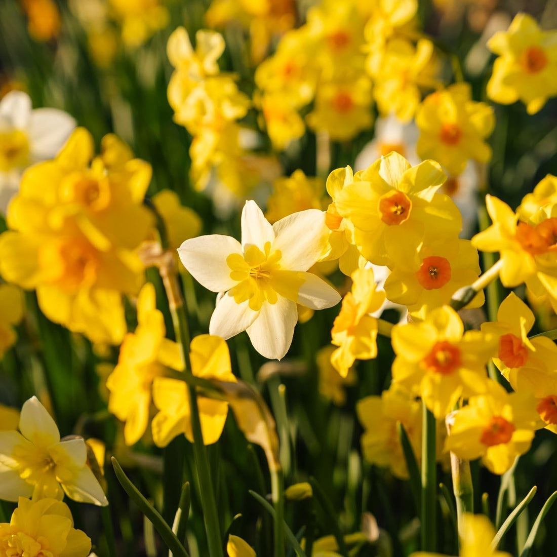 Mélange de jonquilles 'Multiflora Mix'