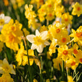 Mélange de jonquilles 'Multiflora Mix'