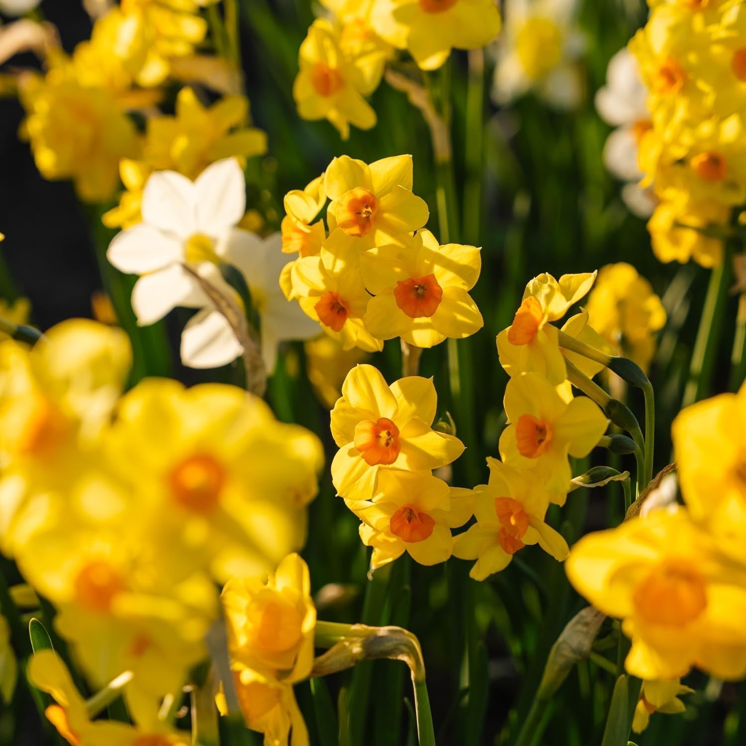 Mélange de jonquilles 'Multiflora Mix'