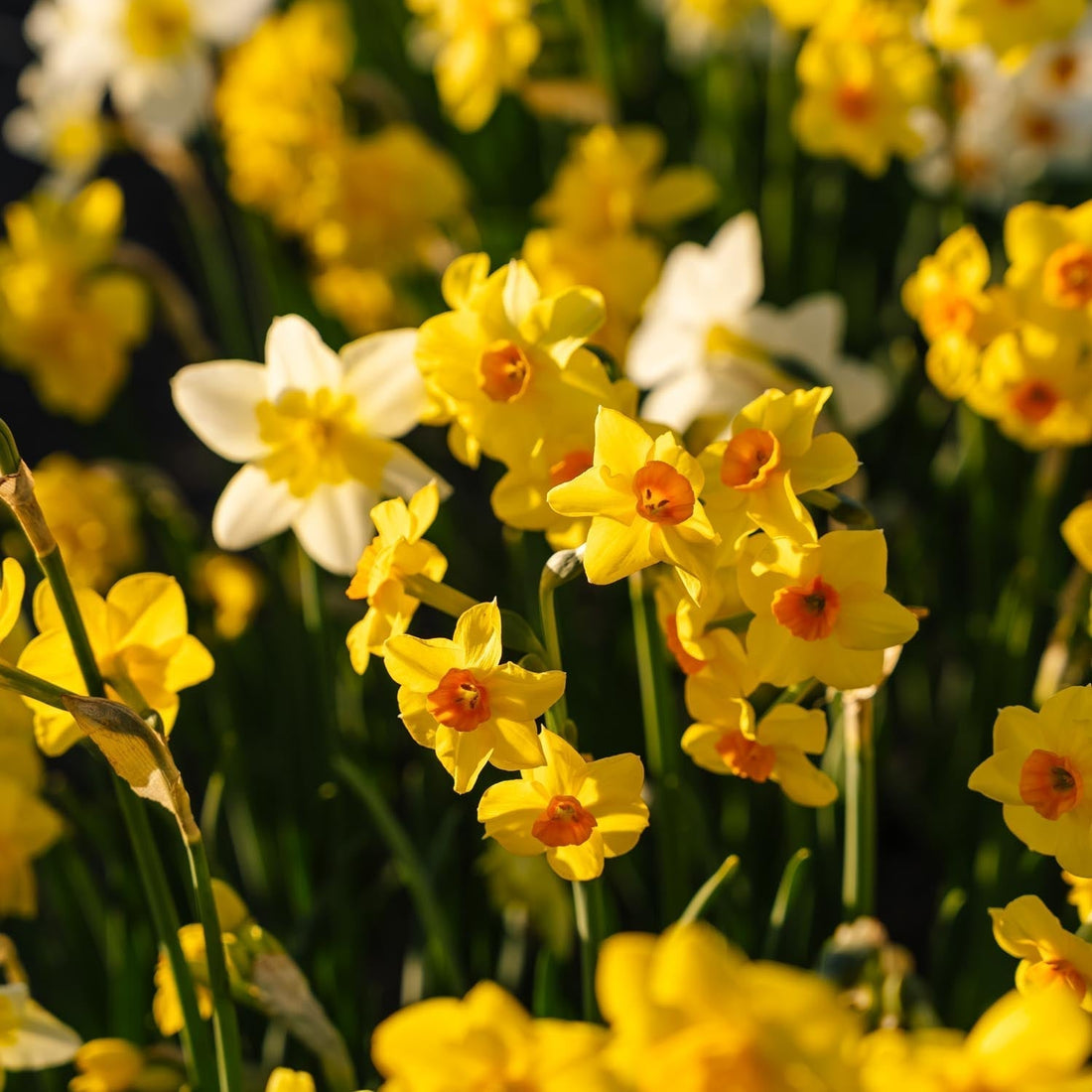 Mélange de jonquilles 'Multiflora Mix'