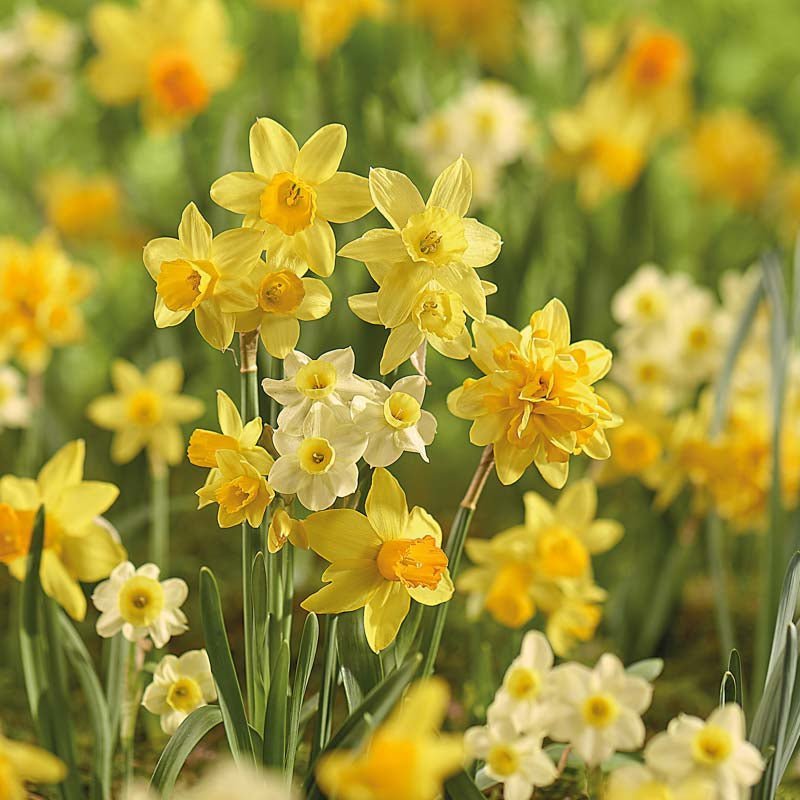Mélange de jonquilles 'Rockery Mixed'