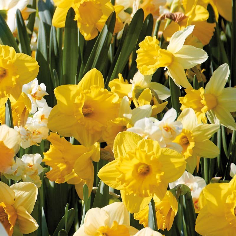 Mélange de jonquilles 'Storkronet Mix'