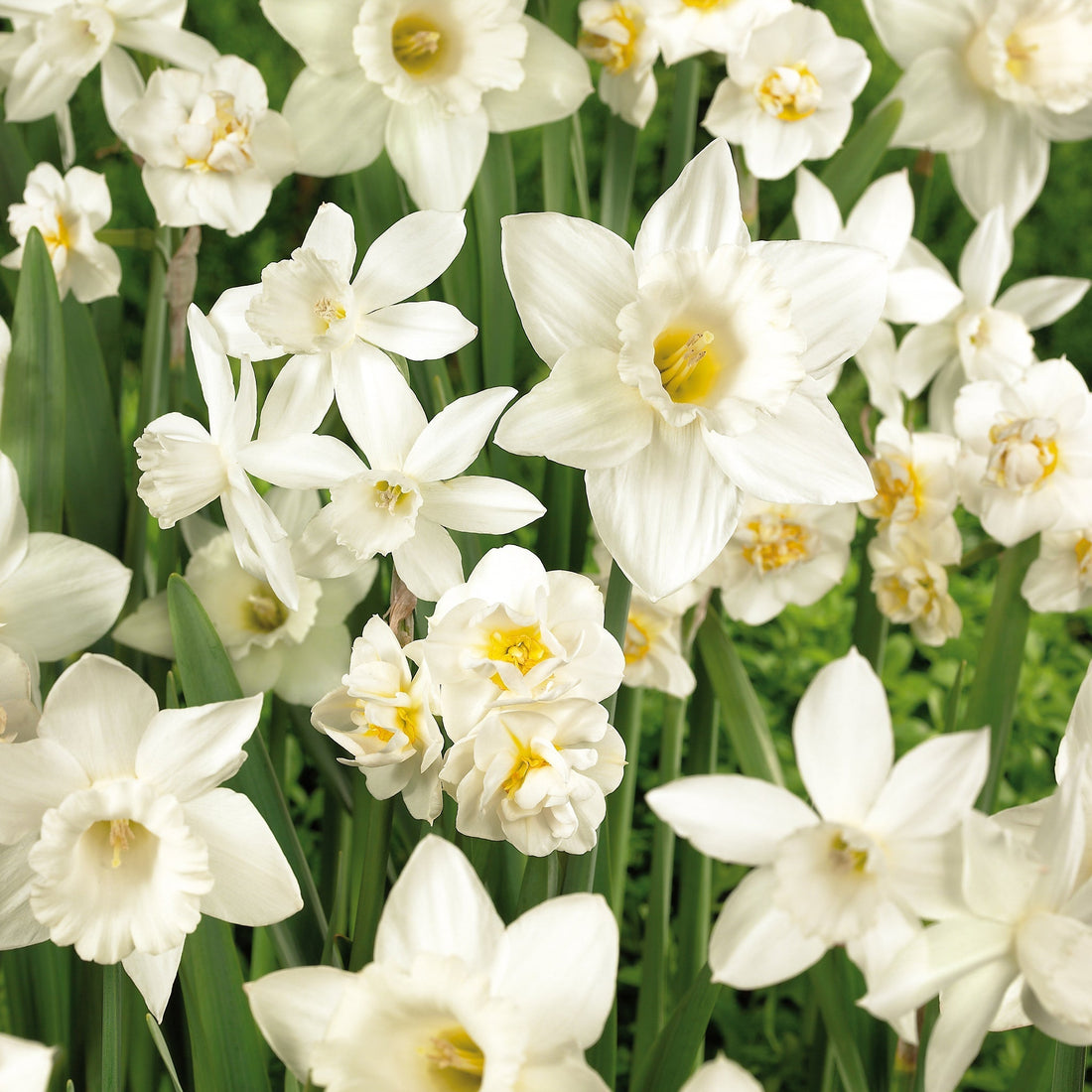 Mélange de jonquilles 'White Mixed'