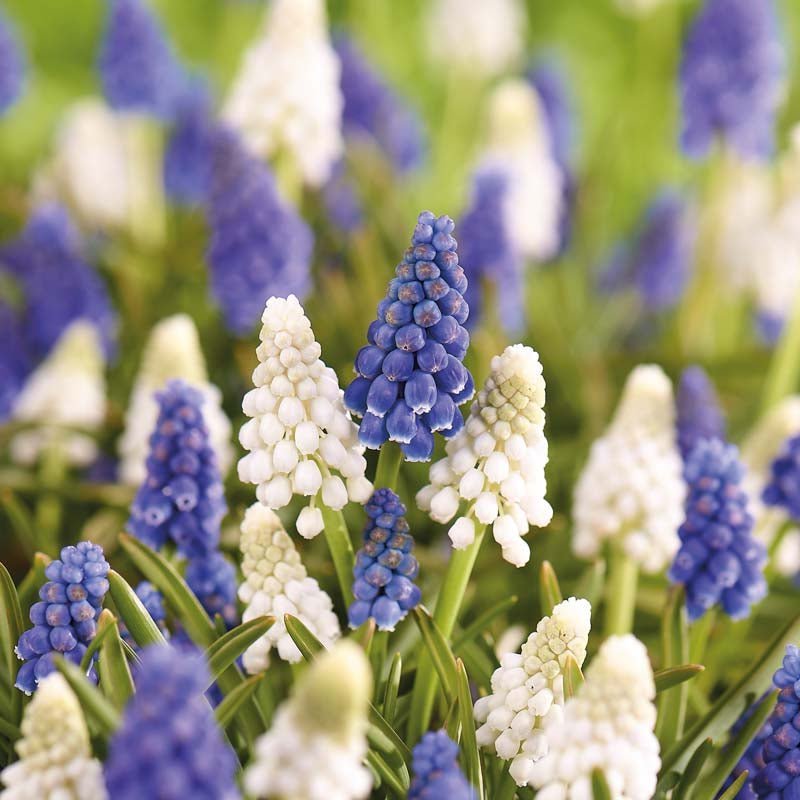 Mélange de muscaris 'Mixed'