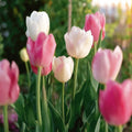 Mélange de tulipes 'Apple Blossom Mixed'
