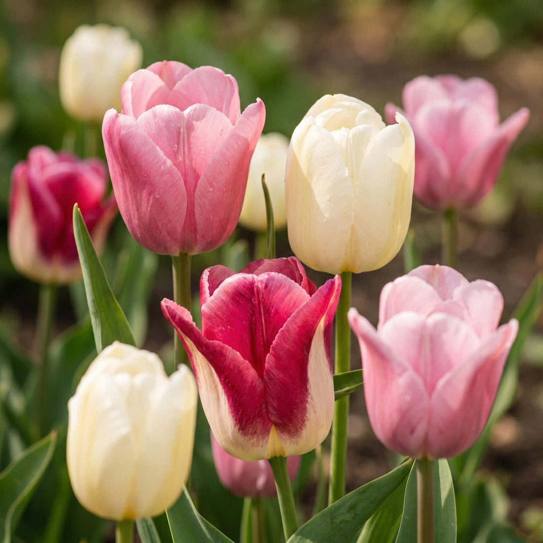 Mélange de tulipes 'Apple Blossom Mixed'