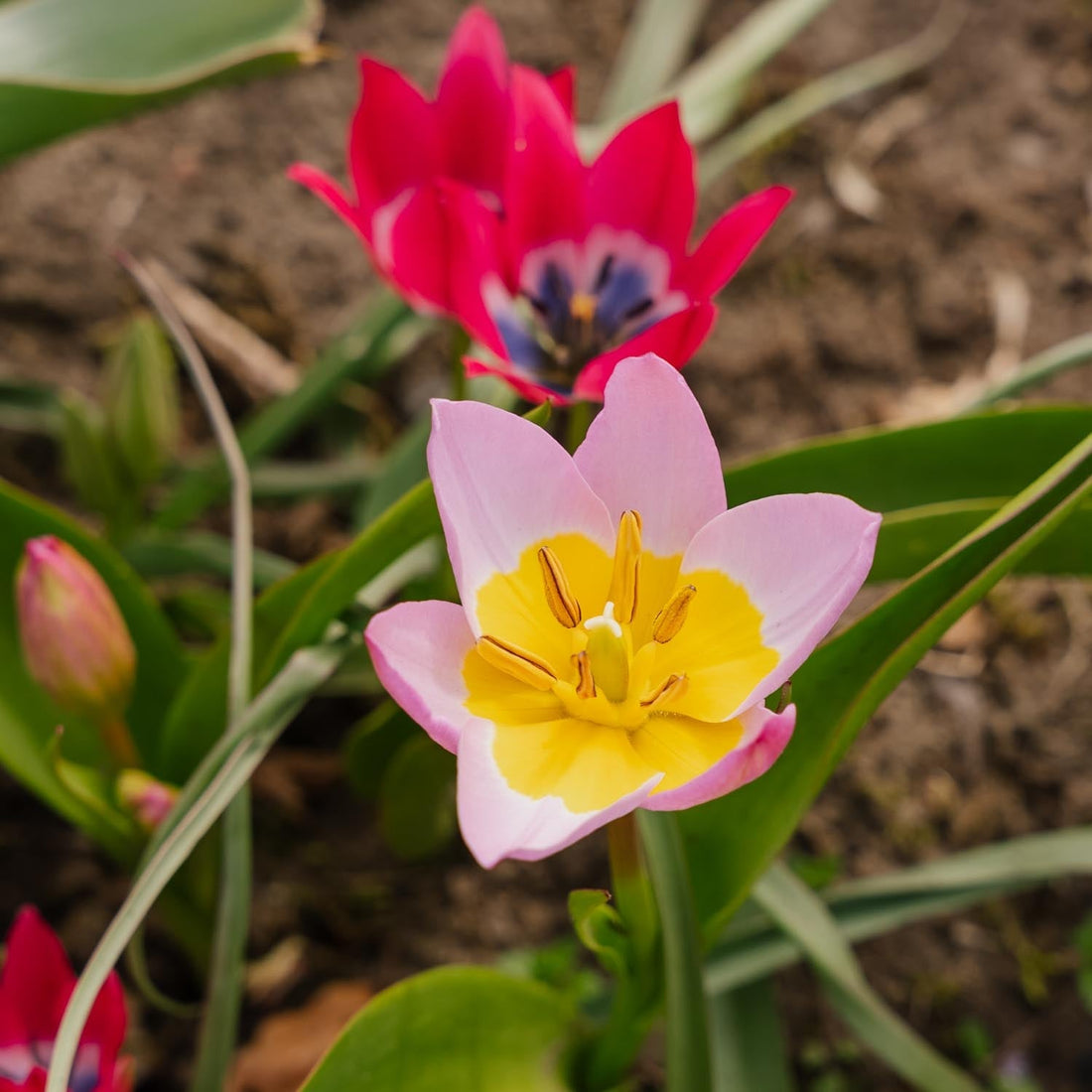 Mélange de tulipes 'Botanical Mixed'