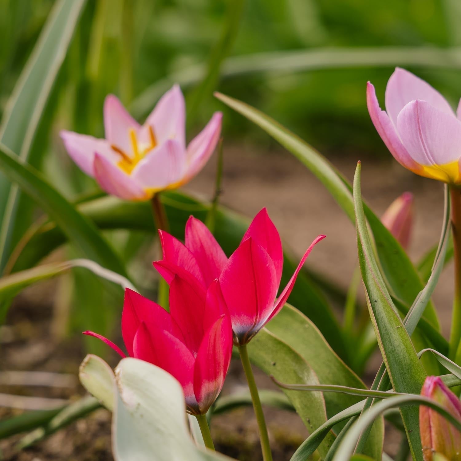 Mélange de tulipes 'Botanical Mixed'