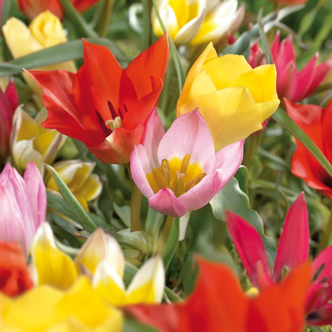 Mélange de tulipes 'Botanical Mixed'