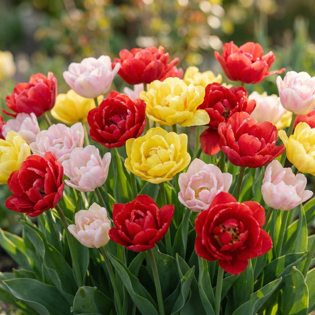 Mélange de tulipes 'Dance Bouquet Mix'
