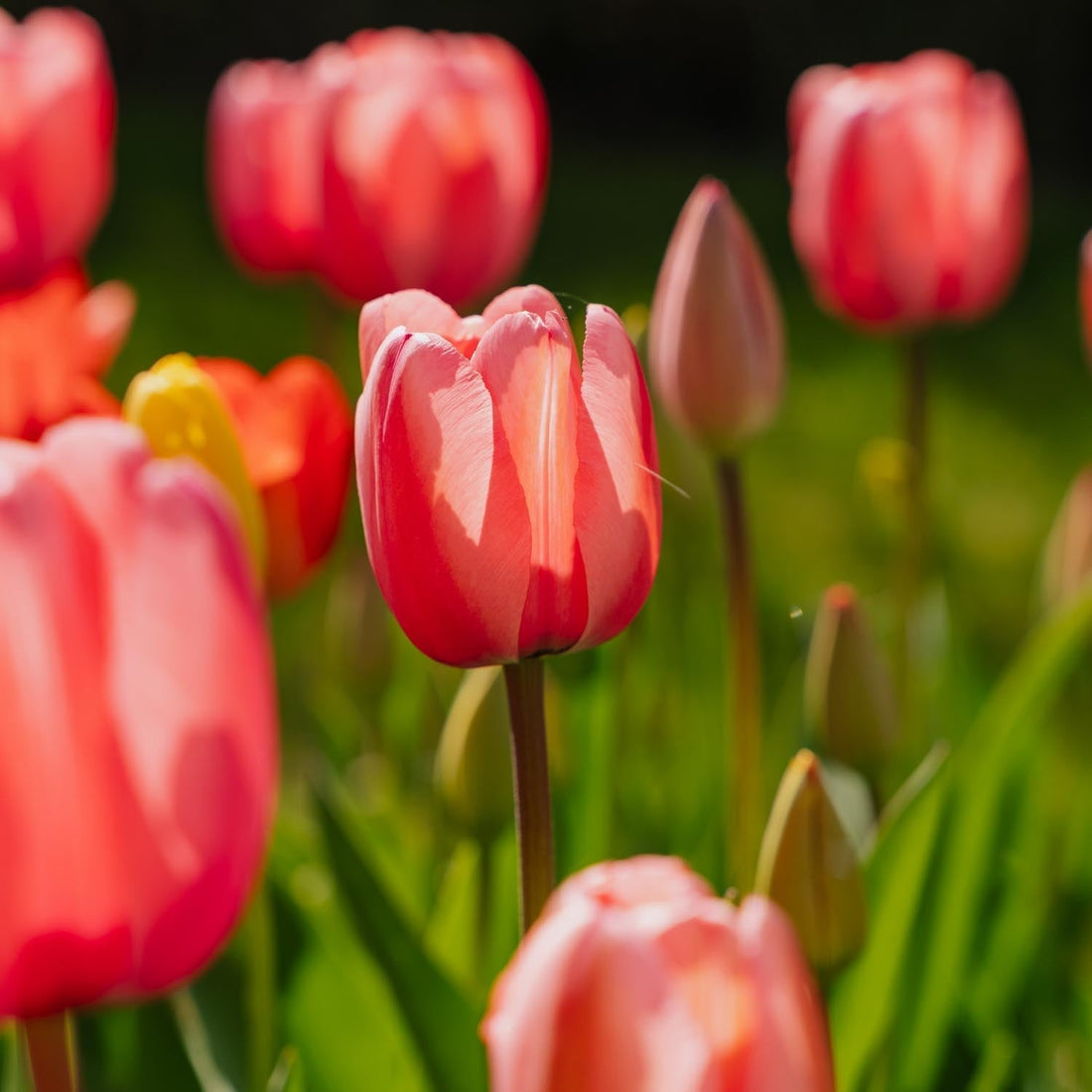 Mélange de tulipes 'Darwin Hybrid Mixed'