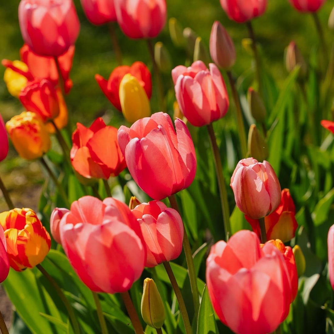 Mélange de tulipes 'Darwin Hybrid Mixed'